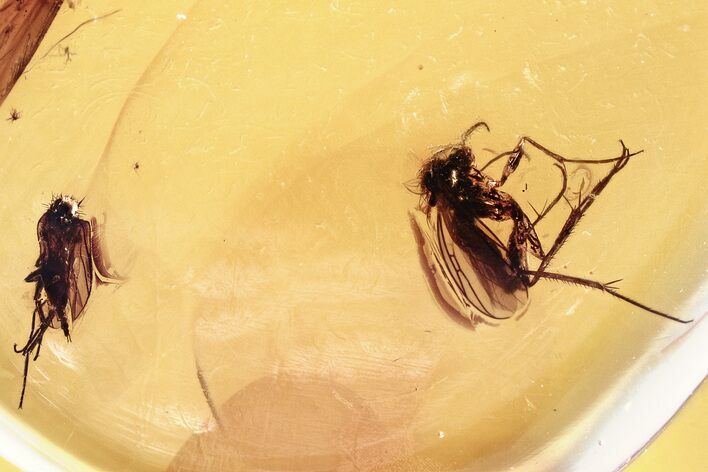 Fossil Dagger Fly and Fungus Gnat in Baltic Amber #346698